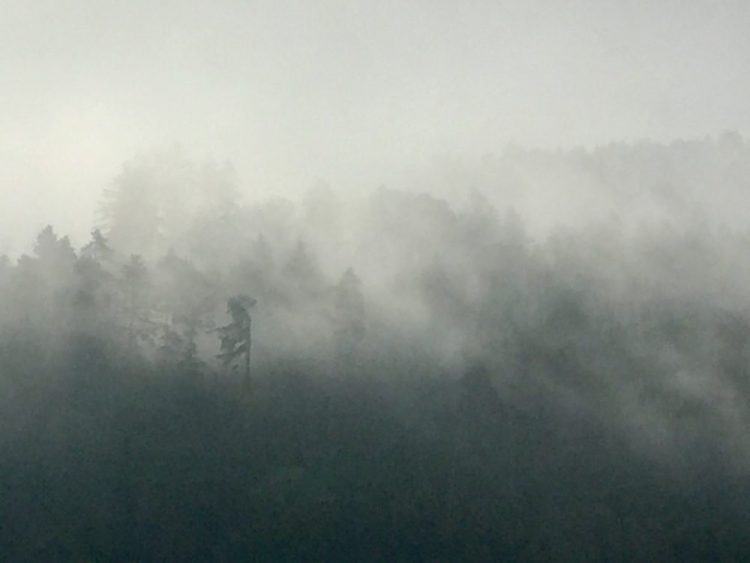 Nebel überm schwarzen Wald