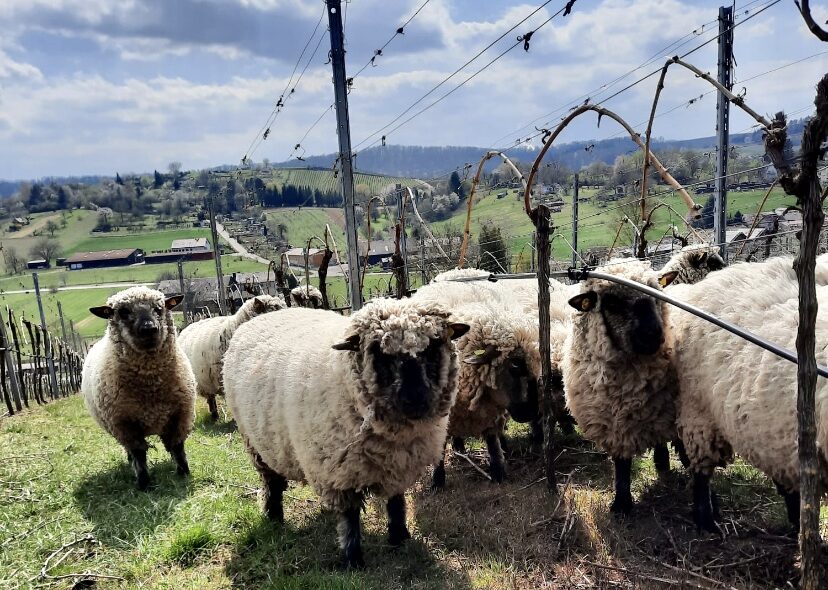 Schafe in den Weinbergen
