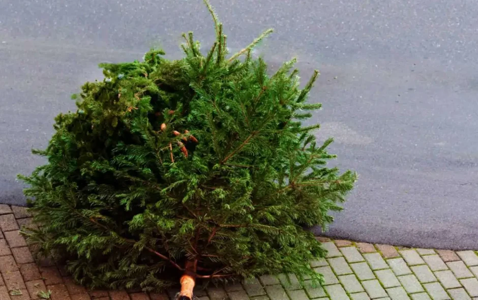Weihnachtsbaum auf der Straße